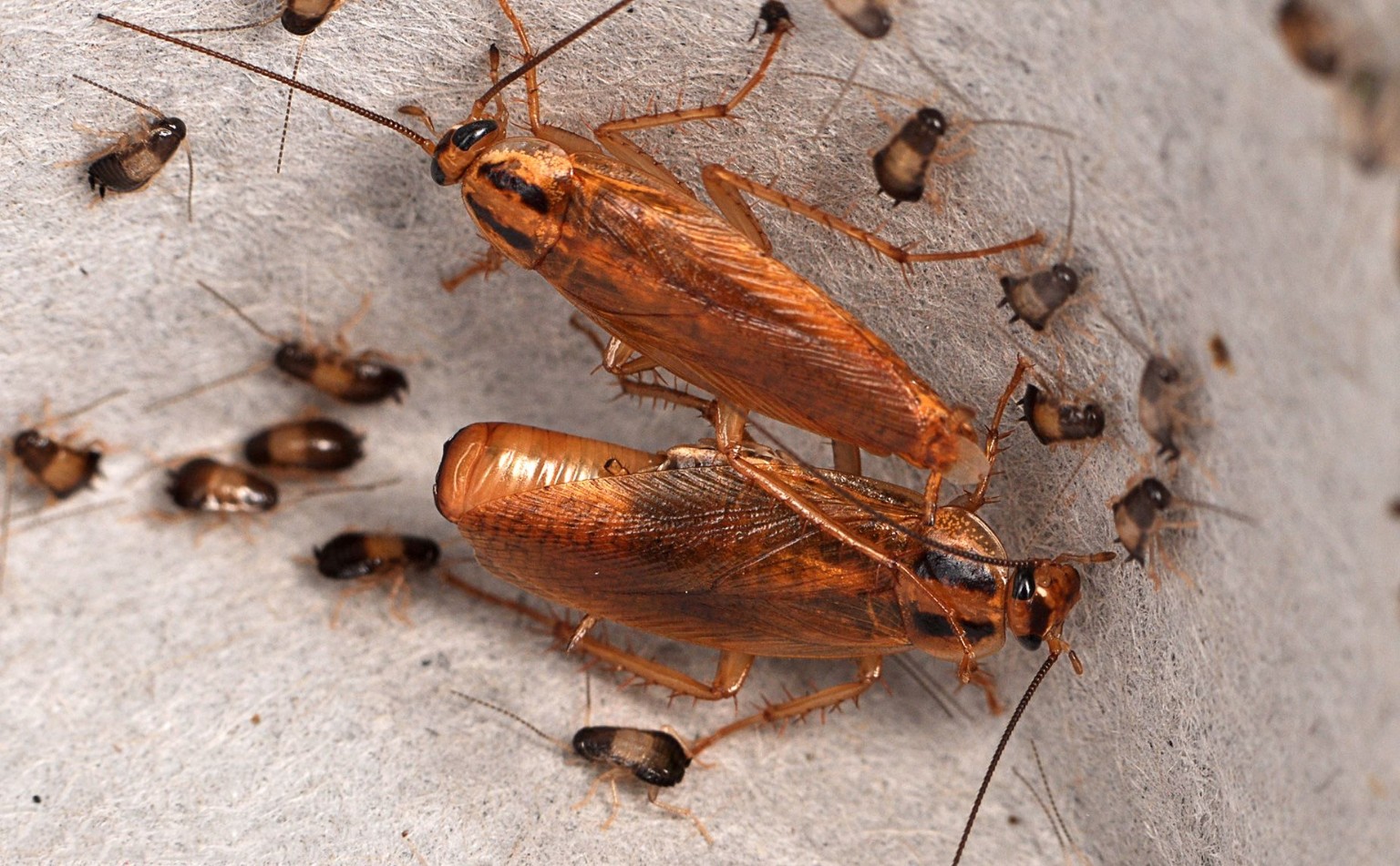 Cockroaches