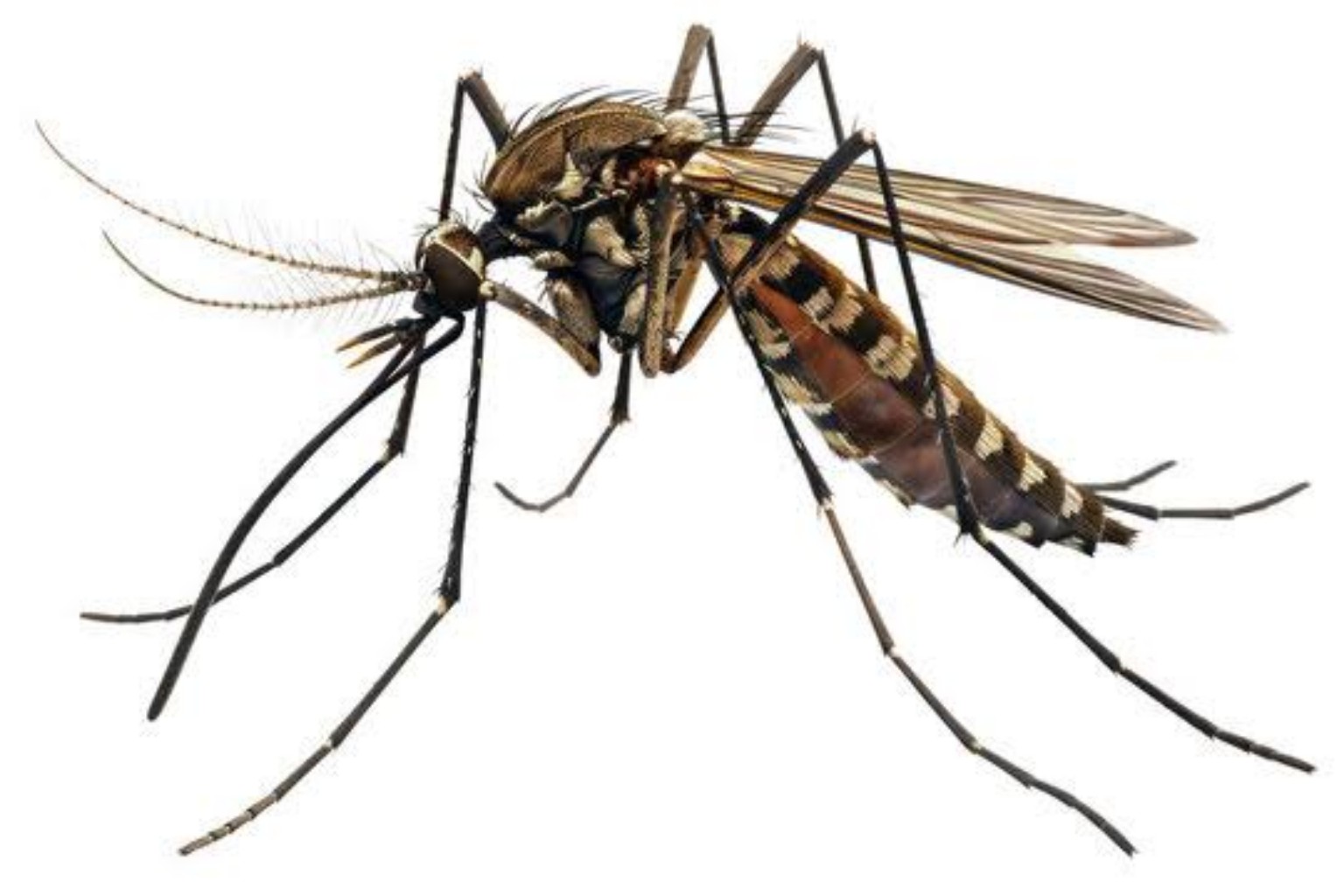 Mosquito