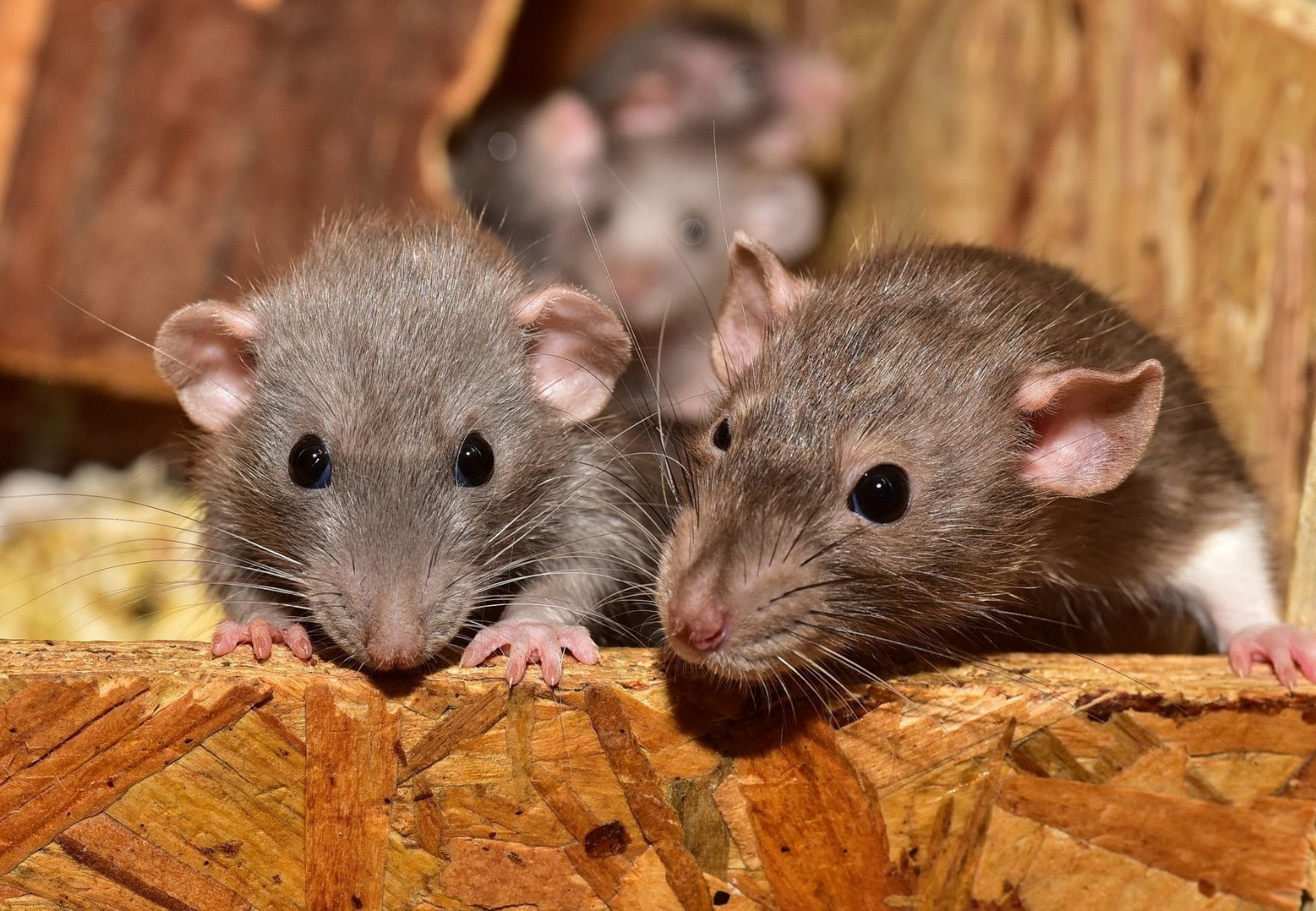 Rats