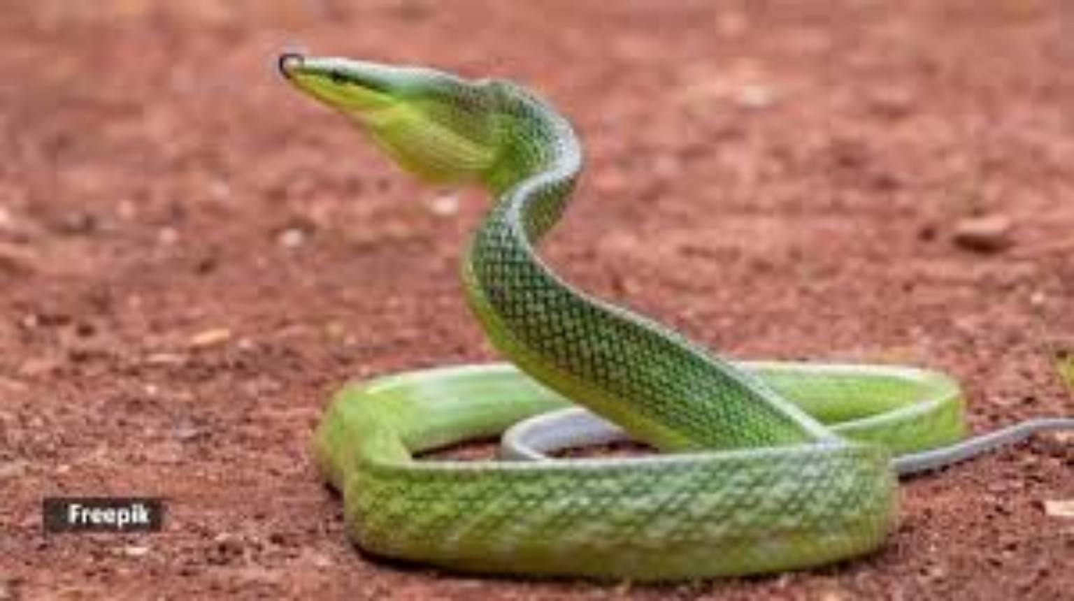Snake