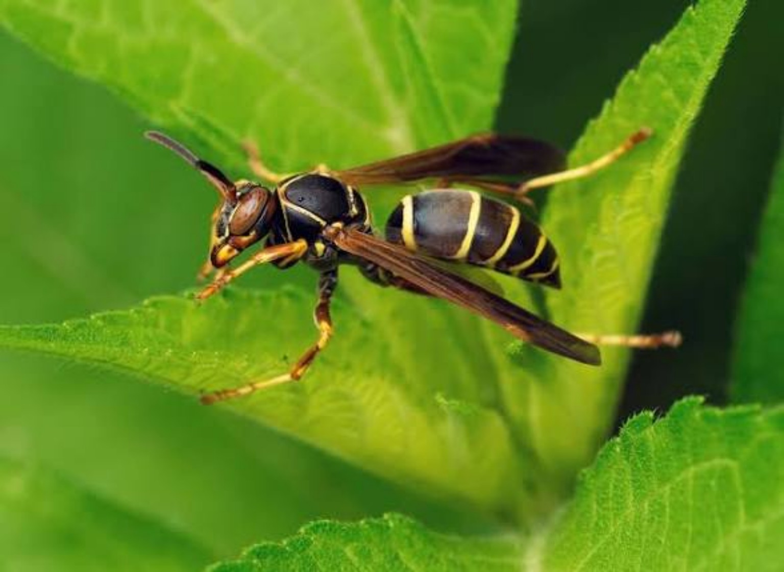 Wasp